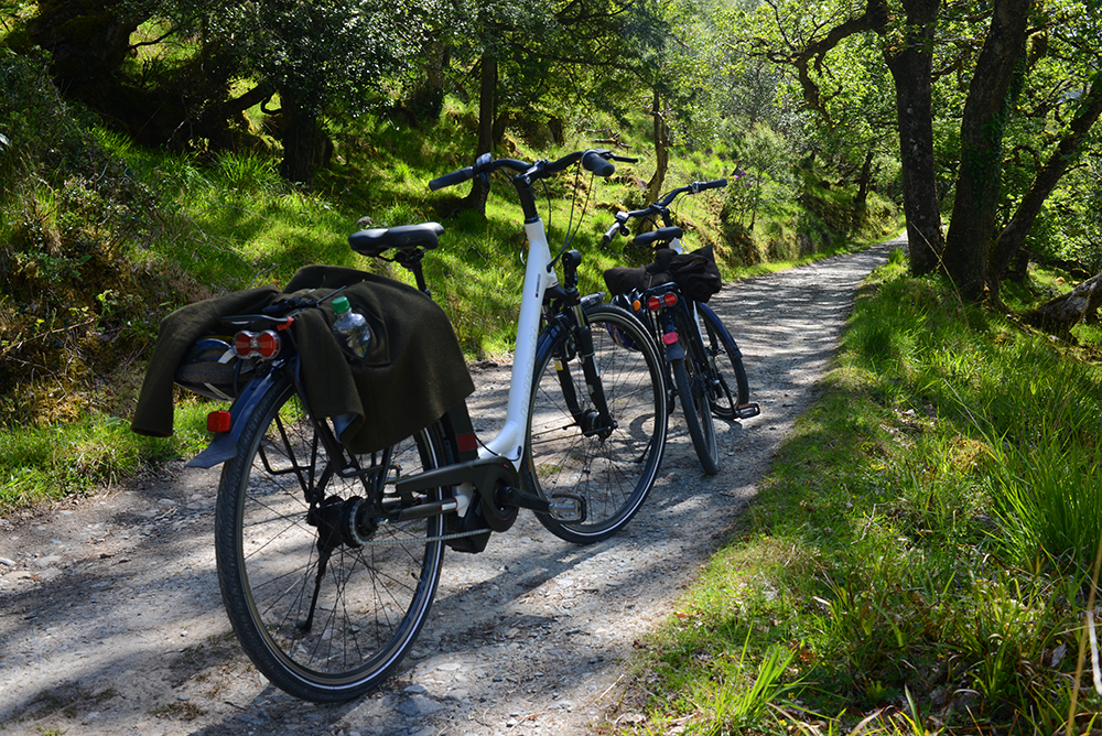 E-bike in forest 